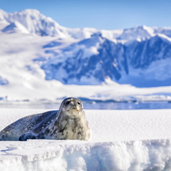 Antarctic, Arctic & Galapagos